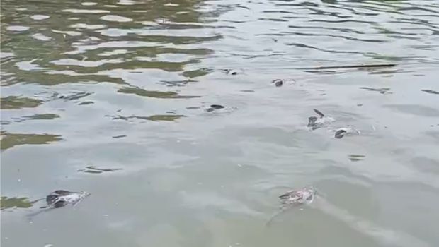 Tim BPBD Kota Tangerang sempat menelusuri Sungai Cisadane usai kebakaran pabrik kimia yang menyebabkan limbahnya mencemari air sungai. (dok BPBD Kota Tangerang)