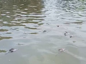 Risiko Kanker Intai Warga Tangerang Imbas Cemaran Pestisida Sungai Cisadane
