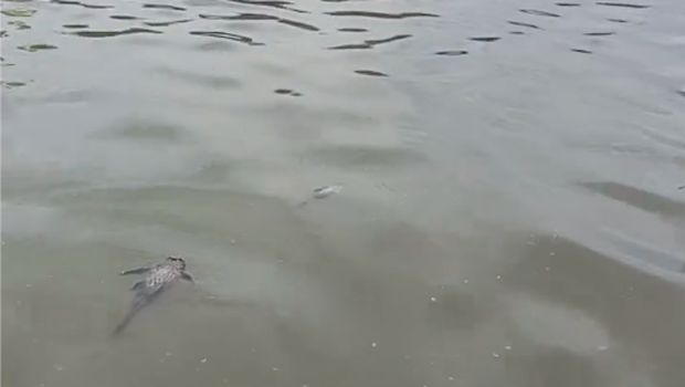 Tim BPBD Kota Tangerang sempat menelusuri Sungai Cisadane usai kebakaran pabrik kimia yang menyebabkan limbahnya mencemari air sungai. (dok BPBD Kota Tangerang)