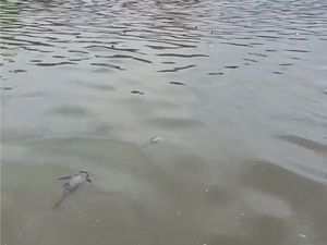 Video Kondisi Terkini Sungai di Serpong yang Tercemar: Masih Banyak Ikan Mati