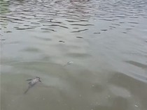 Video Kondisi Terkini Sungai di Serpong yang Tercemar: Masih Banyak Ikan Mati