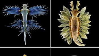 Koleksi Makhluk Laut Kaca Blaschka adalah koleksi terkenal di dunia yang terdiri dari setidaknya 10.000 model kaca invertebrata laut yang akurat secara ilmiah dan sangat detail, yang dibuat oleh ayah dan anak Leopold dan Rudolf Blaschka, di Dresden antara tahun 1863 dan 1880 M. Foto: Boredpanda