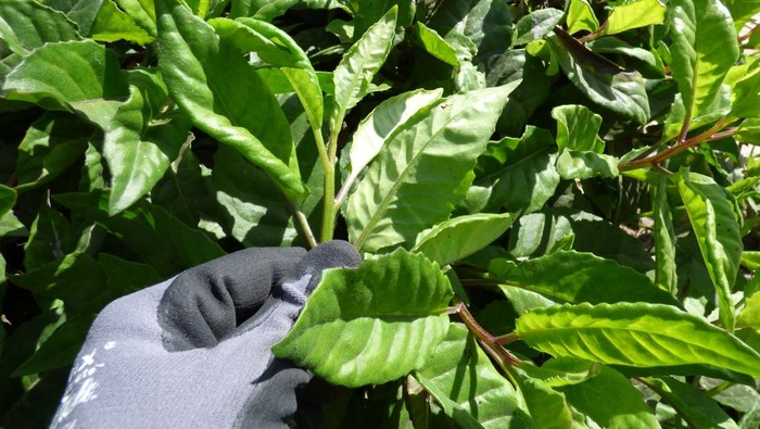 Daun sambung nyawa (Gynura procumbens)