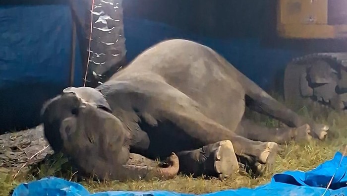 Gajah Ratna yang mati di lembaga konservasi R Zoo & Park. (Foto: dok. BBKSDA Sumut)
