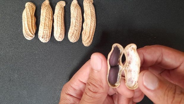 kacang tore Kawangkoan Bagi traveler yang berkunjung ke Kota Manado, Sulawesi Utara, kacang tore Kawangkoan menjadi salah satu oleh-oleh khas yang selalu dicari.