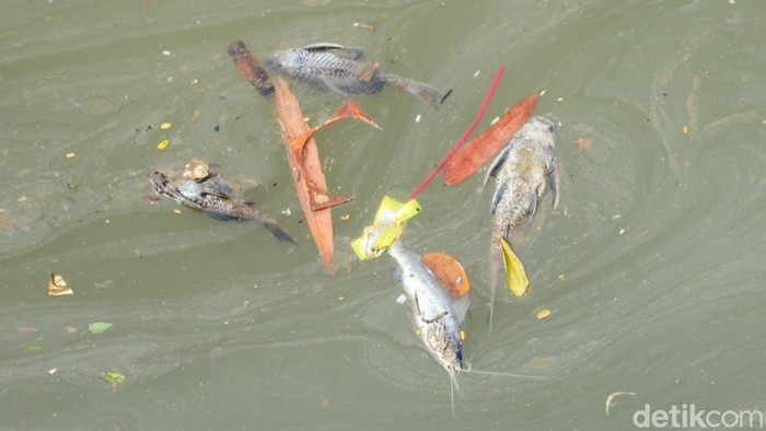 Gudang Pestisida Cemari Sungai Cisadane Bakal Digugat, PT Biotek Saranatama Hadapi Pemeriksaan Kementerian