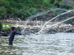 Cisadane Tercemar 2,5 Ton Pestisida, BRIN: Bahaya Jika Konsumsi Ikan!