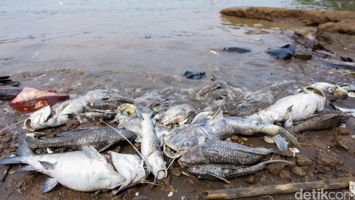 Pemilik Gudang Janji Pulihkan Sungai Cisadane dari Cemaran Kimia Usai Kebakaran