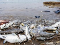 Cisadane Tercemar Pestisida, Ikan Mati Massal-Ancaman Kanker Mengintai