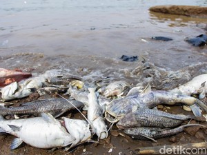 Ngerinya Efek Konsumsi Ikan Tercemar Pestisida Bagi Kesehatan