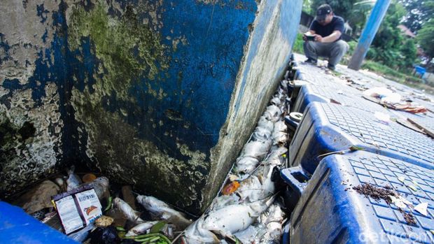 Puluhan ikan ditemukan mati mengapung di Sungai Cisadane, Tangerang, Rabu (11/2/2026). Pencemaran diduga berasal dari limpasan air bekas kebakaran gudang pabrik awal pekan ini.