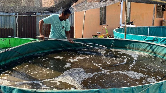 Kelompok Usaha Rumahan Bioflok membudidayakan ikan lele dan nila di pemukiman padat Kota Pontianak. (Istimewa)