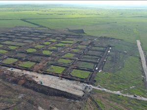 Tambak Udang Raksasa Dibangun di NTT, Telan Biaya Rp 7,2 T