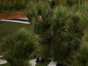 Viral Manusia Semak di Panggung Super Bowl Bad Bunny, Dibayar Rp 22 Juta