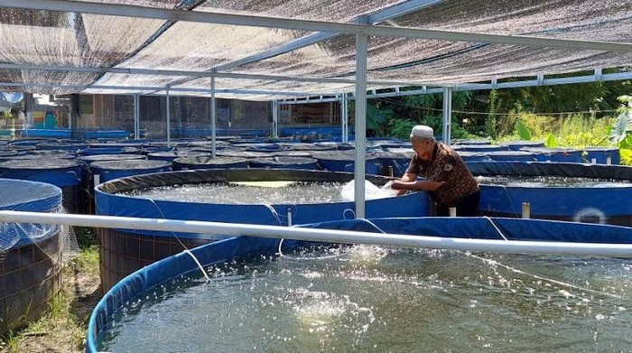 Budidaya ikan dengan sistem bioflok. (dok Dinas Perikanan Hulu Sungai Selatan)