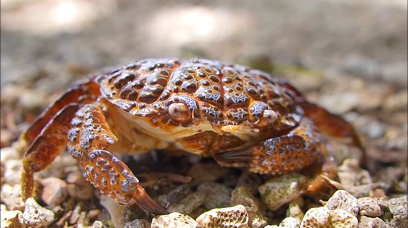 Food Vlogger Tewas Usai Santap Kepiting Beracun