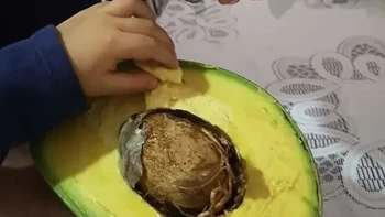 Bukan rekasaya AI, apukat ini memang bisa sebesar tu Foto: Buzzfeed