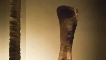 Beginilah penampakan kaki dinosaurus terbesar yang pernah ada, Argentinosaurus , jika dibandingkan dengan kaki manusia: Foto: Buzzfeed