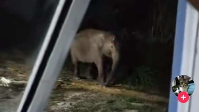 Gajah Sumatera memakan pisang di kebun milik warga di Siak, Riau