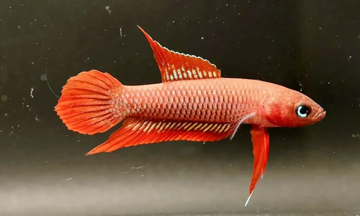 Ikan tempalak mirah atau Betta burdigala