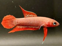 Ikan Endemik Bangka Belitung Terancam Punah, BRIN-UBB Turun Tangan