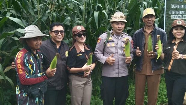 Ipda Nyoman Subamia tingkatkan ekonomi melalui budidaya jahe gajah di Bangli