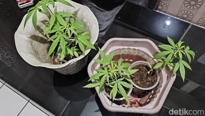 Polisi saat menunjukkan tanaman ganja yang ditanam relawan SPPG