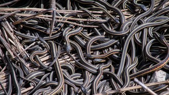 Sarang Ular Terbesar di Dunia Terungkap, Dihuni Ratusan Ular