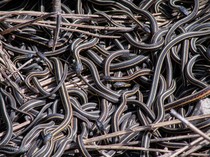 Hii.. Begini Penampakan Ratusan Ular Derik Penghuni Sarang Raksasa