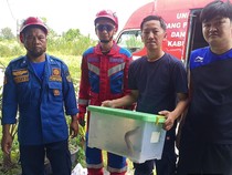 Pot Bunga Warga Banyudono Boyolali Berisik, Ternyata Kobra 1,5 Meter Ngumpet