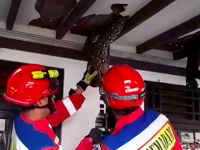 Sanca 4 Meter Ngumpet, Plafon Pasar Minggu Jaksel Jebol!