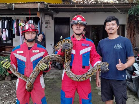 Ular sanca bersembunyi di plafon rumah warga di Pasar Minggu, Jaksel. Warga sekitar sempat geger karena sanca besar itu panjangnya sekitar 4 meter. (dok Damkar Jaksel)