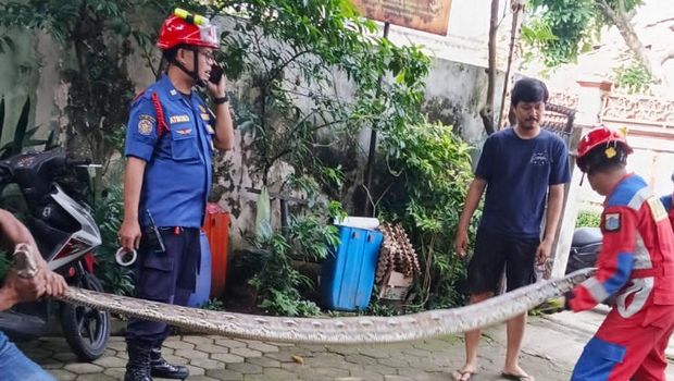Ular sanca bersembunyi di plafon rumah warga di Pasar Minggu, Jaksel. Warga sekitar sempat geger karena sanca besar itu panjangnya sekitar 4 meter. (dok Damkar Jaksel)