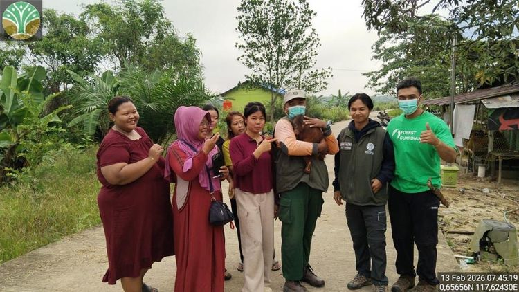 Pelukan untuk Panji, Bayi Orang Utan yang Nyasar ke Pekarangan Orang