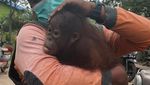 Pelukan untuk Panji, Bayi Orang Utan yang Nyasar ke Pekarangan Orang