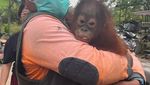 Pelukan untuk Panji, Bayi Orang Utan yang Nyasar ke Pekarangan Orang