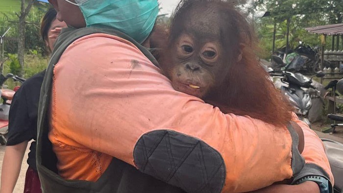 Warga di Kabupaten Kutai Timur (Kutim), Kalimantan Timur (Kaltim) menemukan bayi orang utan di atas pohon mangga, Kamis (12/2/2026). Diduga, bayi orang utan itu terlepas dari induknya.