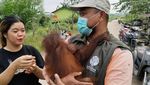 Pelukan untuk Panji, Bayi Orang Utan yang Nyasar ke Pekarangan Orang