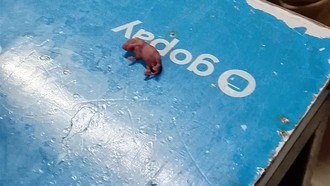 Heboh! Penampakan Bayi Tikus yang Jatuh di Pujasera Blok M saat Makan Bakmi