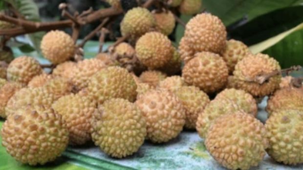 Buah ihau khas Kalimantan yang mirip leci. Buah ihau khas Kalimantan yang mirip leci.