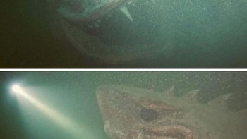 Hiu ini ditemukan di kedalaman 24 meter Danau Neuchatel Foto: Boredpanda Foto: Boredpanda