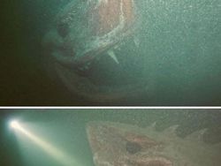 Foto Makhluk Laut Dalam yang Jarang Terlihat, Bikin Merinding!