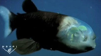 Untuk pertama kalinya, seekor ikan barreleye Pasifik berukuran besar—lengkap dengan kepala transparan—berhasil direkam oleh para ilmuwan menggunakan kendaraan yang dioperasikan dari jarak jauh di Monterey Bay Aquarium Research Institute. Mata ikan laut dalam yang berbentuk tabung ini dapat berputar di bawah kubah transparan. Foto: Boredpanda