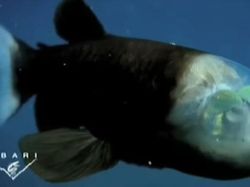 Foto Makhluk Laut Dalam yang Jarang Terlihat, Bikin Merinding!