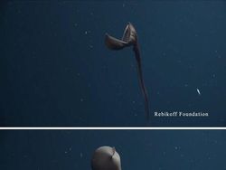 Foto Makhluk Laut Dalam yang Jarang Terlihat, Bikin Merinding!