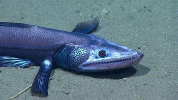 Ikan Kadal. Ditemukan 8000 Kaki di Bawah Permukaan Bumi Foto: Boredpanda