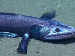 Foto Makhluk Laut Dalam yang Jarang Terlihat, Bikin Merinding!