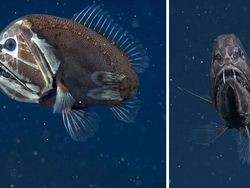 Foto Makhluk Laut Dalam yang Jarang Terlihat, Bikin Merinding!