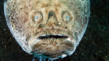 Ikan Pengamat Bintang Foto: Boredpanda