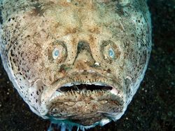 Foto Makhluk Laut Dalam yang Jarang Terlihat, Bikin Merinding!